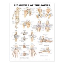 Ligaments of the Joints Anatomical Chart by Wolters Kluwer WKH1587794667